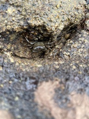 Pachygrapsus laevimanus