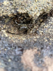 Pachygrapsus laevimanus