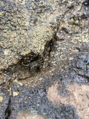 Pachygrapsus laevimanus