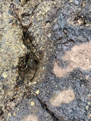 Pachygrapsus laevimanus