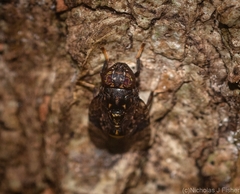 Pterogenia latericia