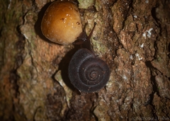 Ramogenia challengeri