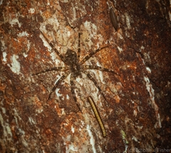 Toxopsoides