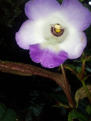 Monopyle iserniana