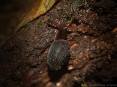 Ramogenia challengeri