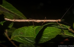 Candovia strumosa