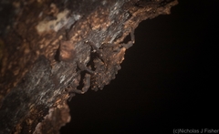 Poropterus variabilis