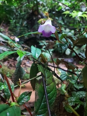 Monopyle iserniana