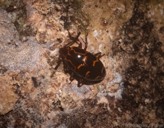 Episcaphula tamburinea