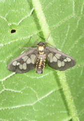 Eressa confinis