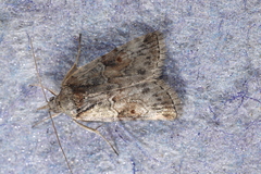 Nycteola asiatica