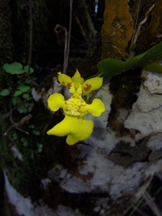 Erycina pusilla