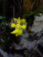 Erycina pusilla