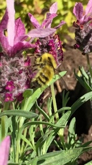 Bombus flavifrons