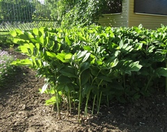 Polygonatum glaberrimum