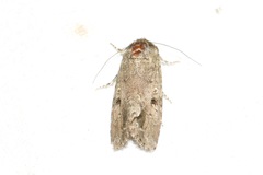 Spodoptera exempta
