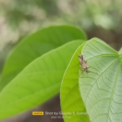Cysteochila delineata