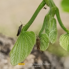 Cysteochila delineata