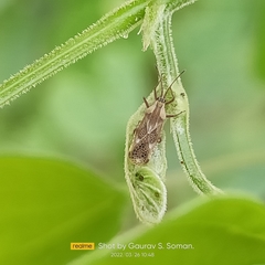 Cysteochila delineata