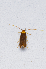 Tegenocharis tenebrans