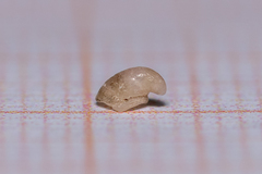 Capulus ungaricus