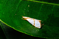 Pseudargyria interruptella