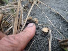Paramarasmius mesosporus