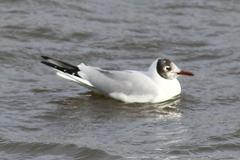 Chroicocephalus ridibundus