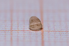 Capulus ungaricus