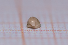 Capulus ungaricus