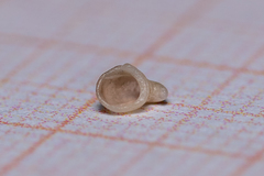 Capulus ungaricus
