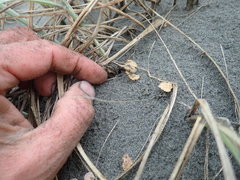 Paramarasmius mesosporus