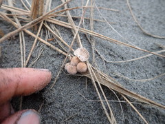 Paramarasmius mesosporus