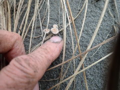Paramarasmius mesosporus