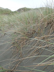 Paramarasmius mesosporus