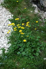 Doronicum columnae