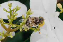 Eristalinus quinquestriatus