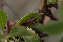 Rhynocoris segmentarius