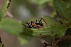 Rhynocoris segmentarius