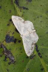 Scopula propinquaria