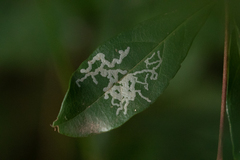 Calycomyza malvae
