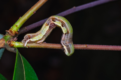 Racotis boarmiaria