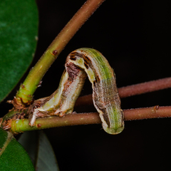 Racotis boarmiaria