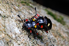 Eumorphus quadriguttatus