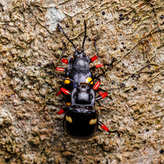 Eumorphus quadriguttatus