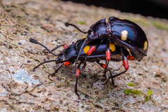 Eumorphus quadriguttatus