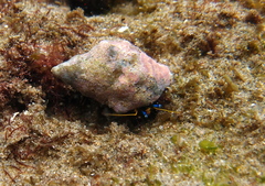 Calcinus laevimanus