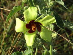 Hibiscus panduriformis image