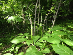 Arum rupicola