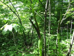 Arum rupicola